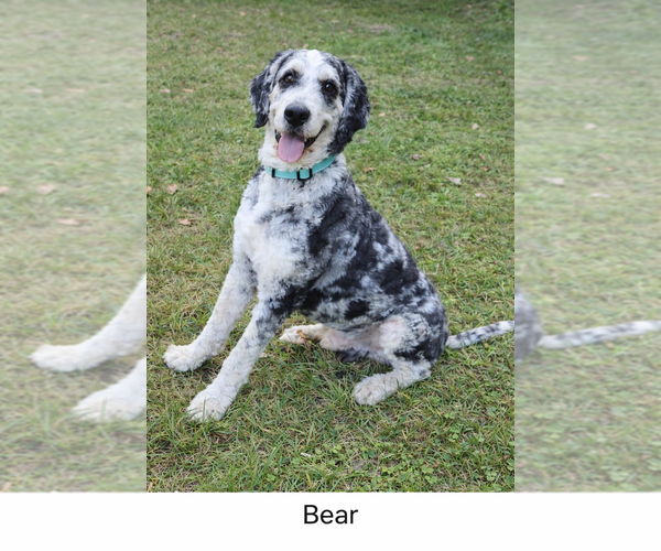 Medium Photo #1 Bernedoodle Puppy For Sale in GREENWOOD, IN, USA