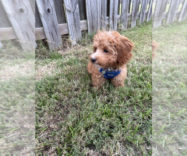 Medium Photo #7 Cavapoochon (Miniature) Puppy For Sale in GROVETOWN, GA, USA