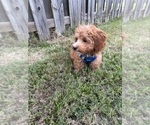 Small #6 Cavapoochon (Miniature)