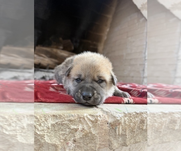 Medium Photo #1 German Shepherd Dog-Wolf Hybrid Mix Puppy For Sale in HAMILTON, TX, USA