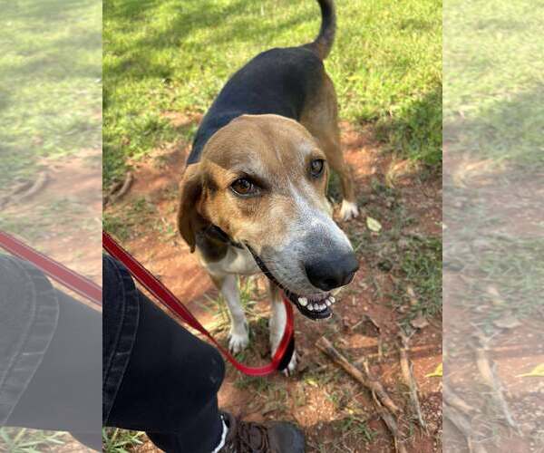 Medium Photo #3 Mutt Puppy For Sale in Rustburg, VA, USA