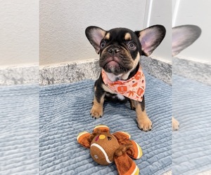 French Bulldog Puppy for sale in ALEDO, TX, USA
