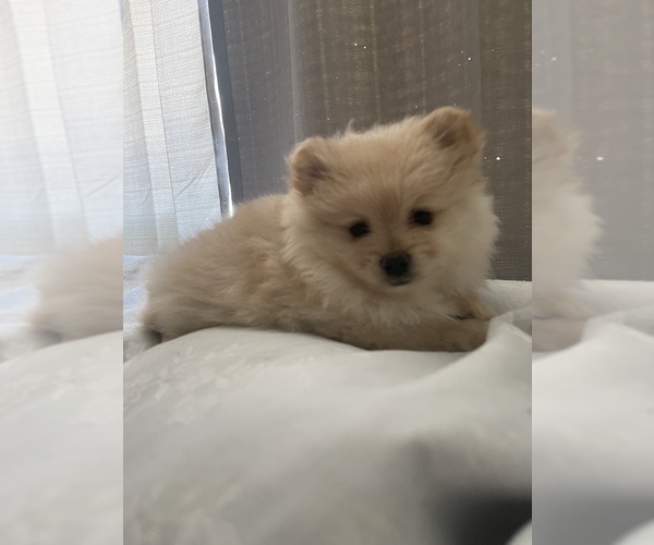 Medium Photo #3 Pomeranian Puppy For Sale in PALM SPRINGS, CA, USA