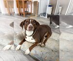 Small #7 Lab-Pointer