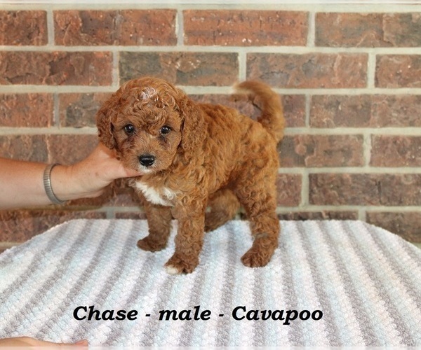 Medium Photo #2 Cavapoo Puppy For Sale in CLARKRANGE, TN, USA