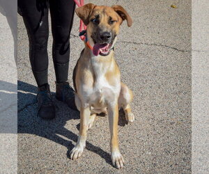 Colt - Male Shepradors Dog for Adoption - Photo #3