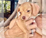 Small #5 Chiweenie