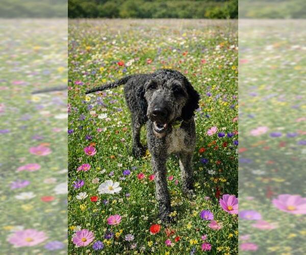 Medium Photo #1 Poodle (Standard) Puppy For Sale in Globe, AZ, USA