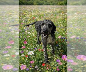 Poodle (Standard) Dogs for adoption in Globe, AZ, USA