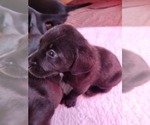 Small Photo #13 Labrador Retriever Puppy For Sale in RED WING, MN, USA