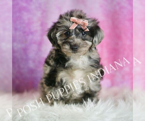 Medium Photo #1 YorkiePoo Puppy For Sale in WARSAW, IN, USA