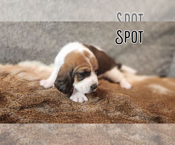 Medium Photo #2 Basset Hound Puppy For Sale in BYHALIA, MS, USA