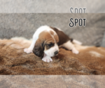 Small #1 Basset Hound