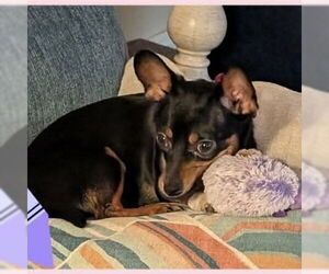 Chihuahua Dogs for adoption in Spring Lake, NC, USA