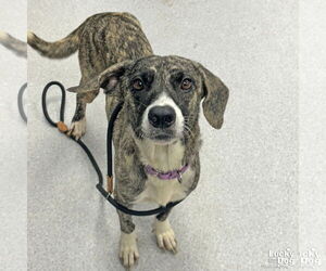 Labrador Retriever-Unknown Mix Dogs for adoption in Washington, DC, USA