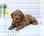 Small #2 Goldendoodle (Miniature)