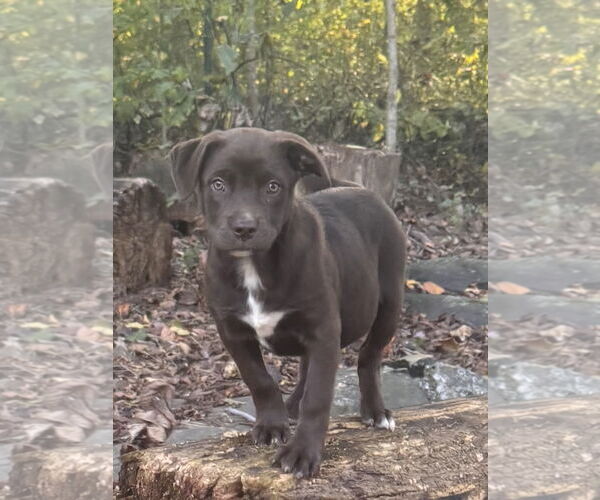 Medium Photo #4 Chocolate Labrador retriever-Unknown Mix Puppy For Sale in Pottstown, PA, USA