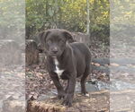 Small #3 Chocolate Labrador retriever Mix