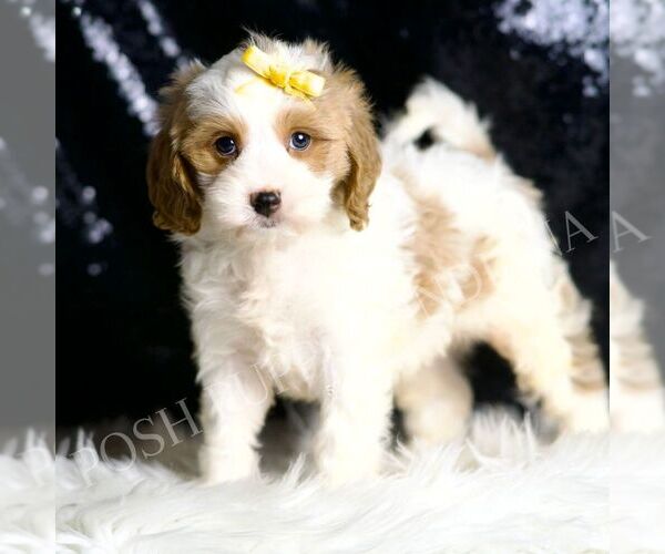 Medium Photo #2 Cavapoo Puppy For Sale in WARSAW, IN, USA