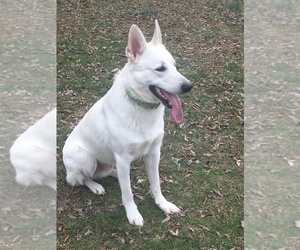 Father of the German Shepherd Dog puppies born on 08/06/2025