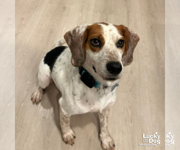 Medium Photo #4 Beagle-Unknown Mix Puppy For Sale in Washington, DC, USA