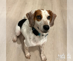 Small Photo #4 Beagle-Unknown Mix Puppy For Sale in Washington, DC, USA
