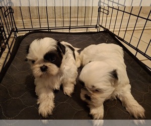 Shih Tzu Puppy for sale in LAKELAND, FL, USA