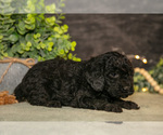 Small Photo #10 Poodle (Miniature) Puppy For Sale in WOLCOTTVILLE, IN, USA