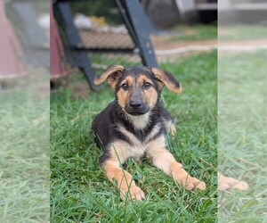 German Shepherd Dog Puppy for sale in WOODBURN, KY, USA