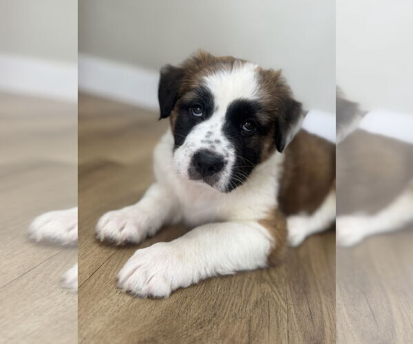 Medium Photo #4 Australian Shepherd-Unknown Mix Puppy For Sale in Valrico, FL, USA
