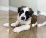 Small #3 Australian Shepherd Mix