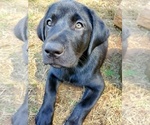 Puppy Raven Labrador Retriever