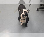 Small American Pit Bull Terrier-Basset Hound Mix