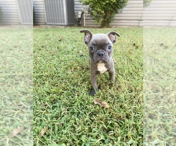 Medium Photo #1 Faux Frenchbo Bulldog Puppy For Sale in FREDONIA, KS, USA