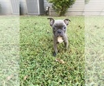 Small Photo #1 Faux Frenchbo Bulldog Puppy For Sale in FREDONIA, KS, USA