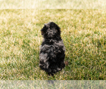 Small Photo #9 Poodle (Miniature) Puppy For Sale in MILLERSBURG, IN, USA
