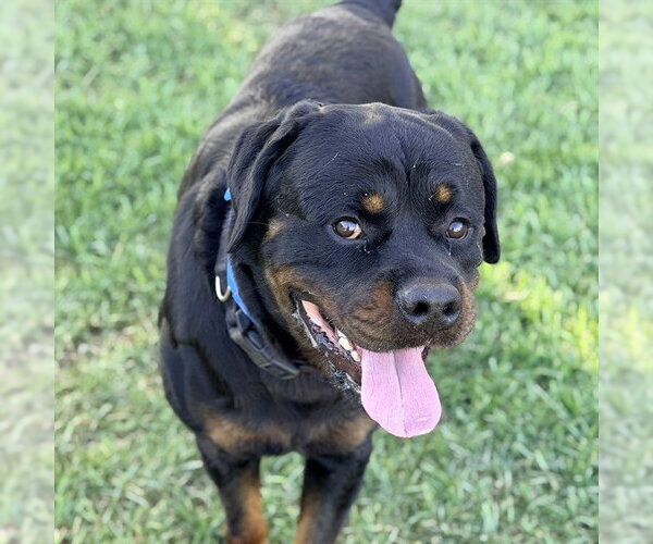 Medium Photo #1 Rottweiler Puppy For Sale in Riverside, CA, USA