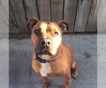 Small Photo #9 Boxer-Staffordshire Bull Terrier Mix Puppy For Sale in San Bernardino , CA, USA