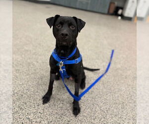 Mutt Dogs for adoption in Boston, MA, USA