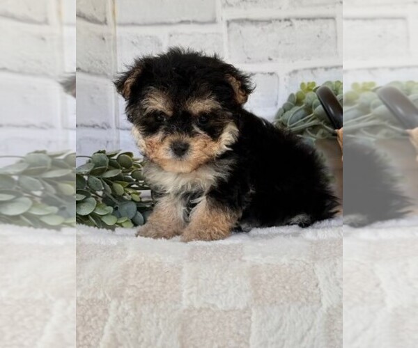 Medium Photo #13 Morkie Puppy For Sale in WINTER PARK, FL, USA