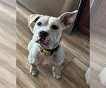 LEONA- IN FOSTER - Female Mutt Dog for Adoption - Small photo