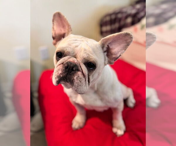 Medium Photo #6 French Bulldog Puppy For Sale in Claremore, OK, USA