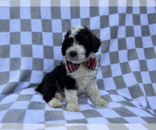 Medium Photo #7 Cockapoo (Miniature) Puppy For Sale in LAKELAND, FL, USA