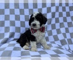 Small #6 Cockapoo (Miniature)