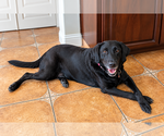 Small Photo #4 Labrador Retriever Puppy For Sale in Clovis, CA, USA
