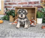 Small #5 Schnauzer (Miniature)