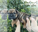 Small Photo #3 English Bulldog Puppy For Sale in RIVERSIDE, CA, USA