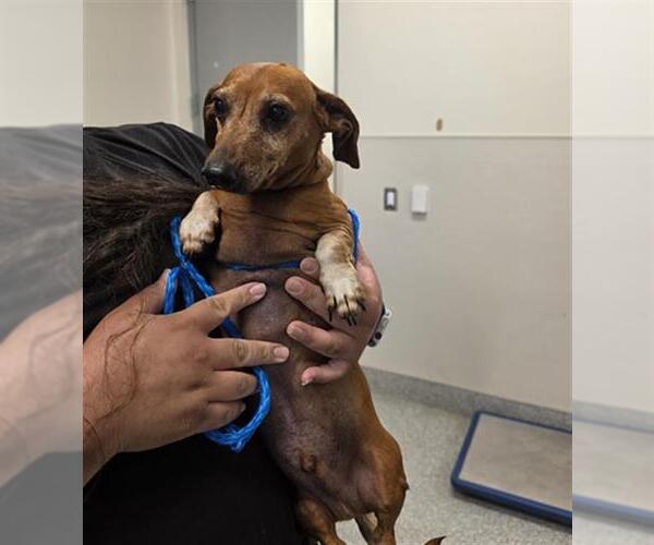 Medium Photo #1 Dachshund Puppy For Sale in Houston, TX, USA