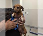 Small Dachshund