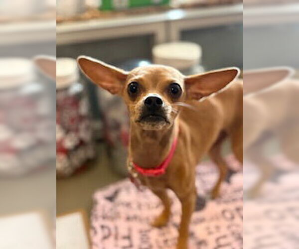 Medium Photo #1 Chihuahua Puppy For Sale in San Diego, CA, USA